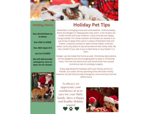 Holiday Pet Tips