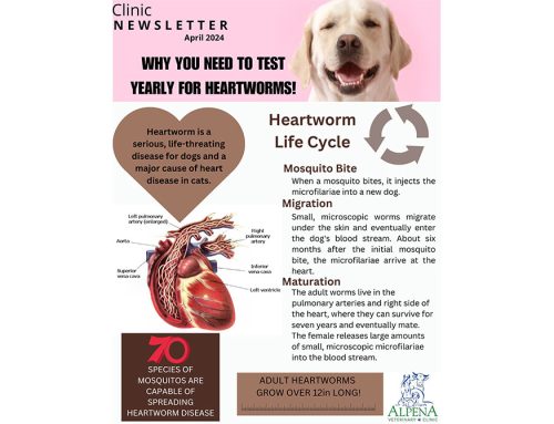 Why You Need To Test Yearly For Heartworms