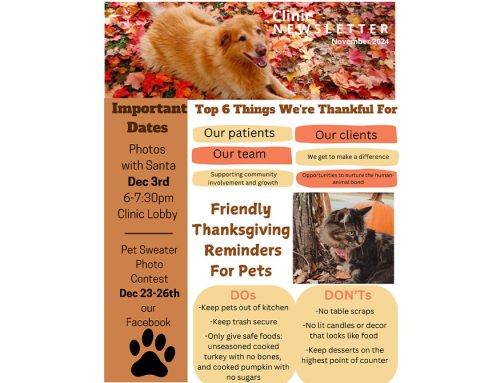 Friendly Thanksgiving Reminders For Pets