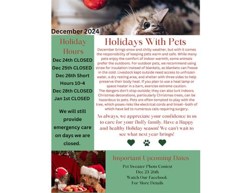 Holidays With Pets