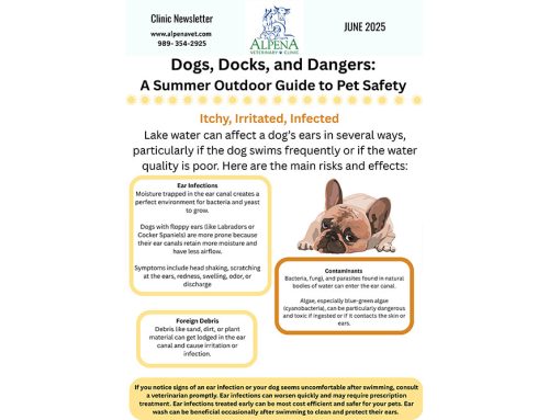 Dogs, Docks, and Dangers: A Summer Outdoor Guide to Pet Safety