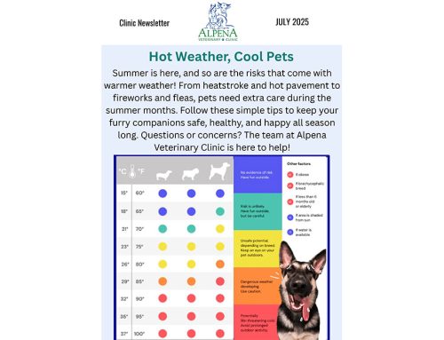 Hot Weather, Cool Pets